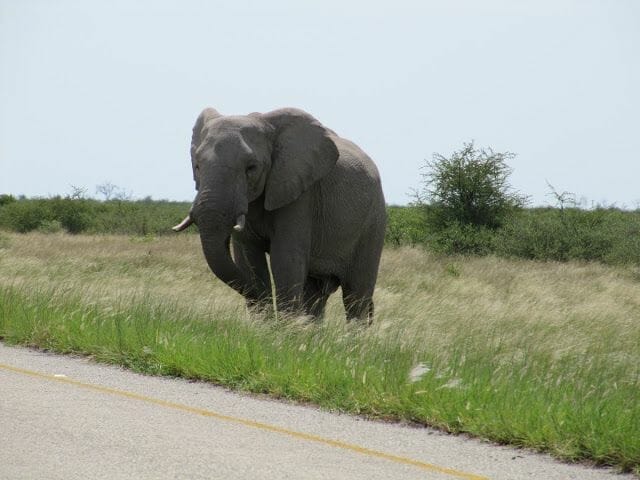 elefante