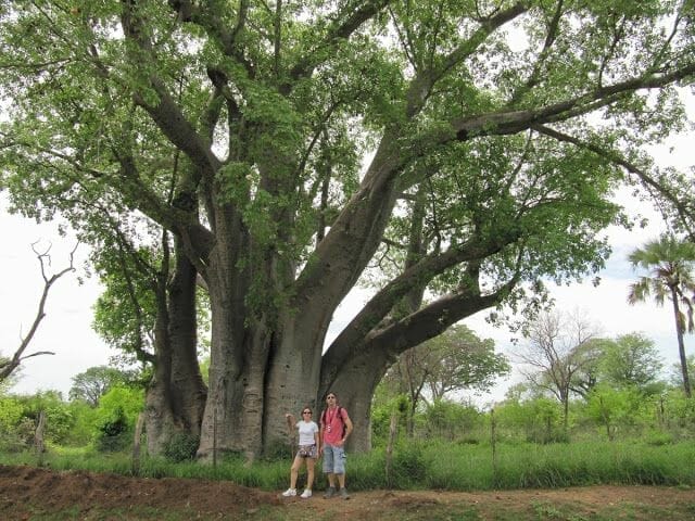 baobab gigante, baobab africano