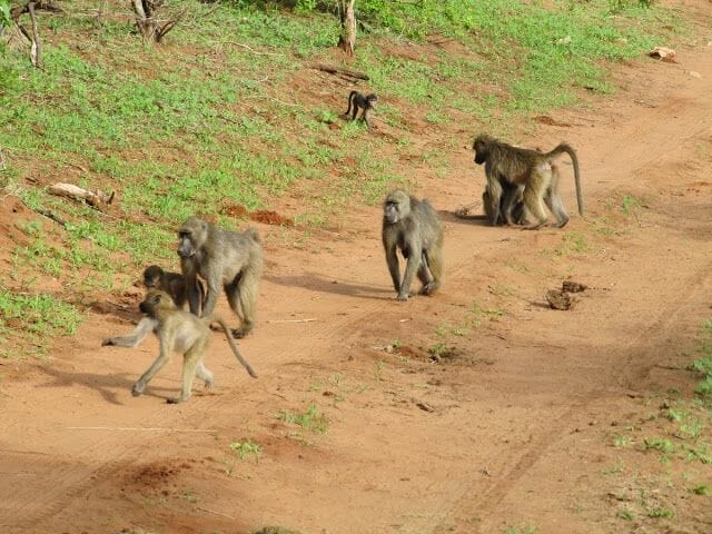 monos en chobe