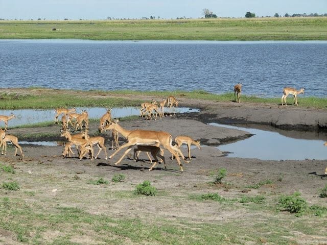 chobe park