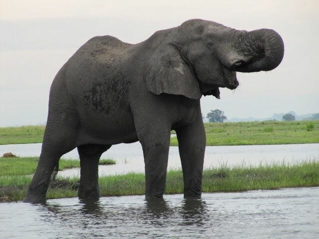 elefantes del Chobe
