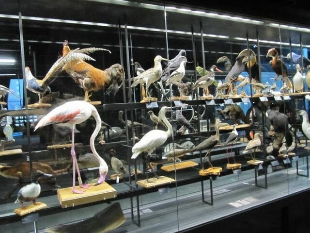 pajaros disecados, aves disecadas