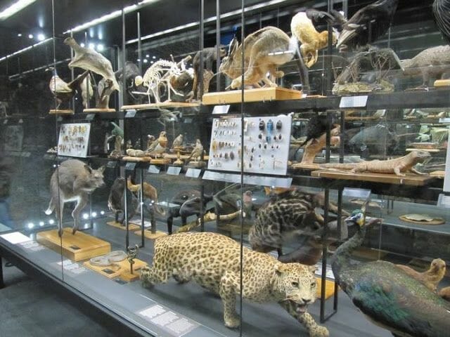 leopardo disecado