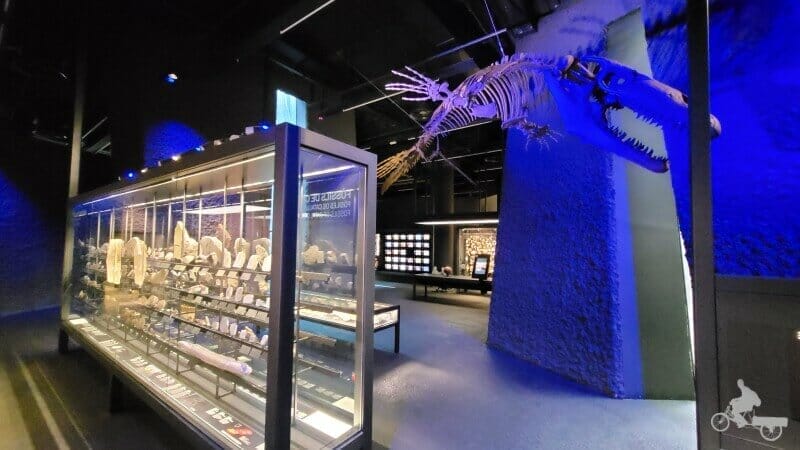 Prognatodon museu blau Barcelona