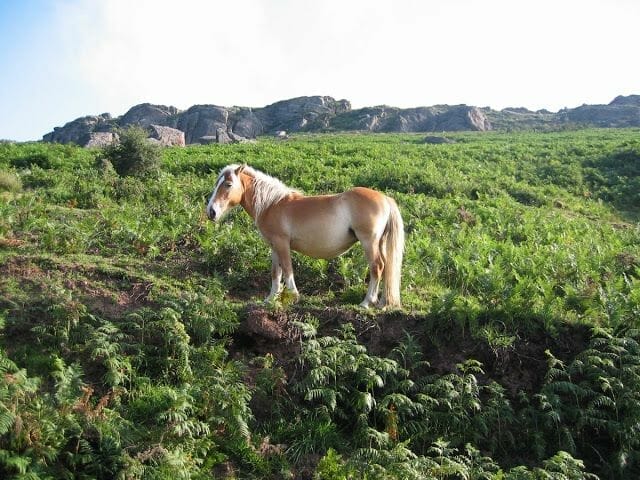 Pottokas: Caballos en libertad típicos del País Vasco.