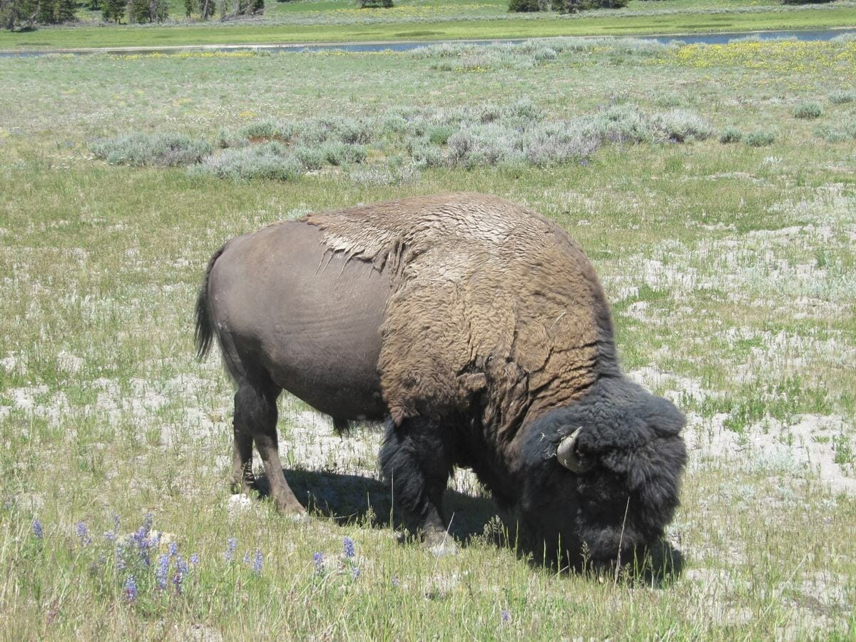 Qué ver en Yellowstone