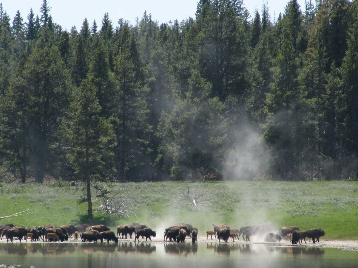 Qué ver en Yellowstone