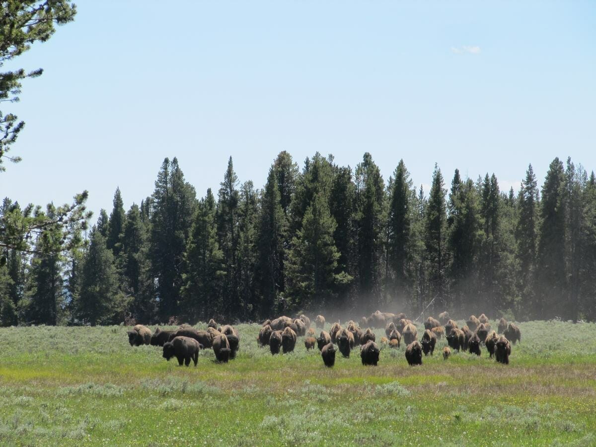 Qué ver en Yellowstone