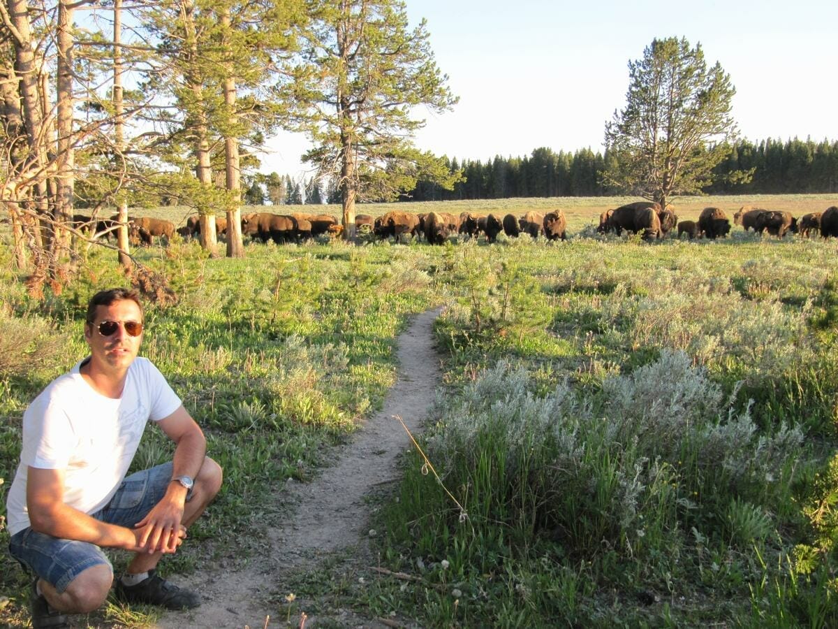 bisontes de Yellowstone