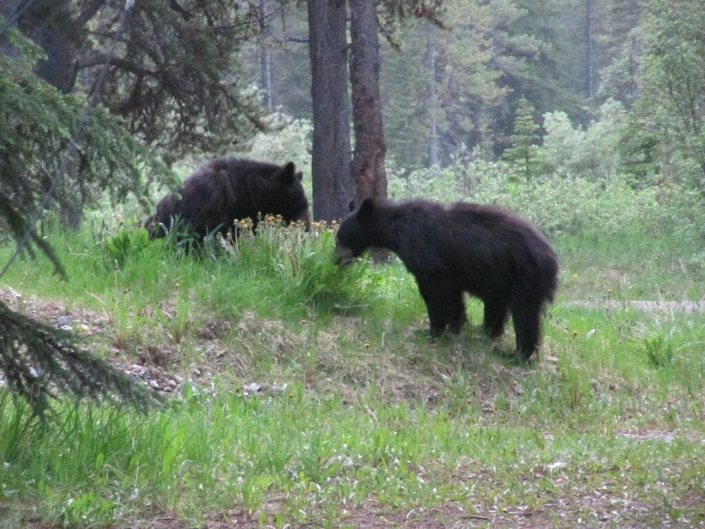 dos osos negros en Canadá comiendo