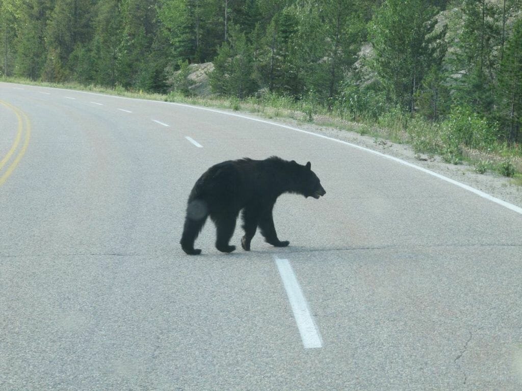 oso negro en parque canadá cruzando la carretera