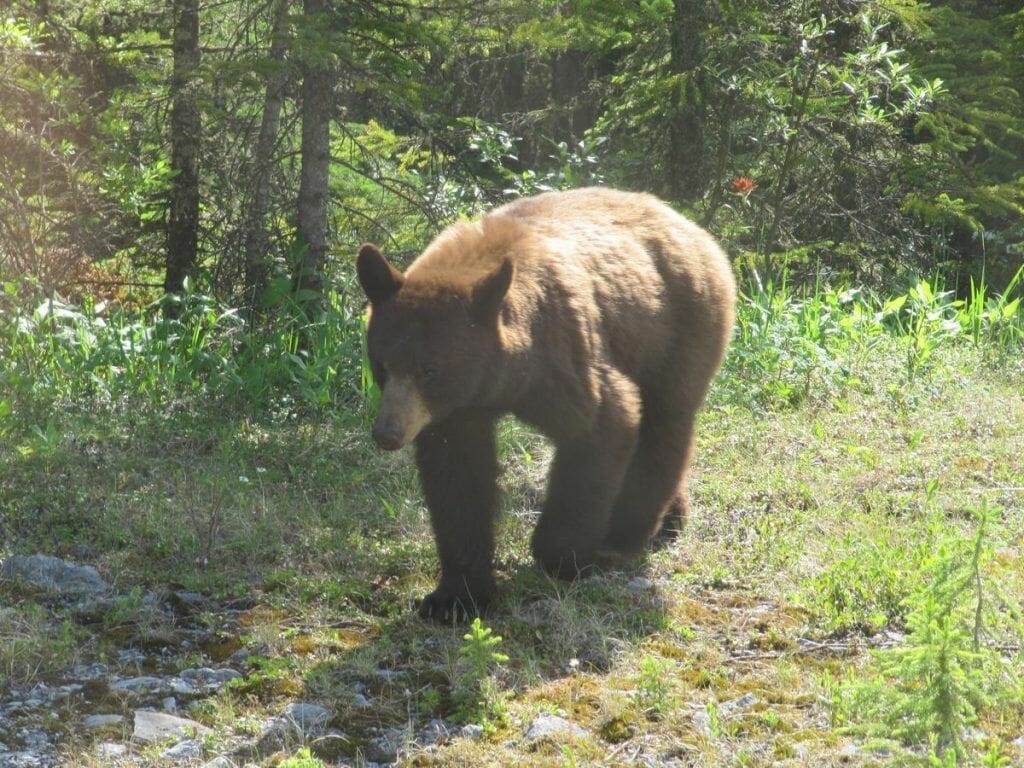 oso grizzly en jasper Canadá caminando