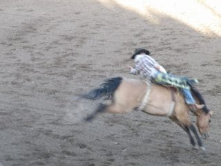 Stampede Rodeo Cody
