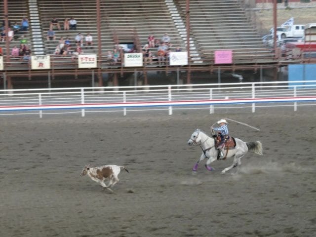 persiguiendo ternera en Stampede Rodeo Cody Stampede Rodeo Cody