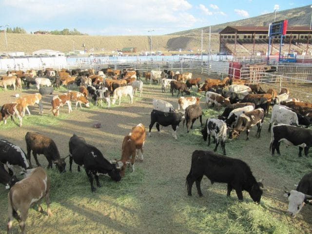 animales del Stampede Rodeo Cody Stampede Rodeo Cody