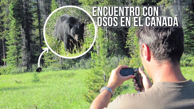 encuentros con osos