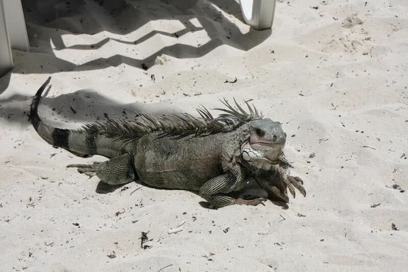 iguana coco cay
