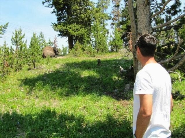 bisonte de Yellowstone, bison, animales de yellowstone
