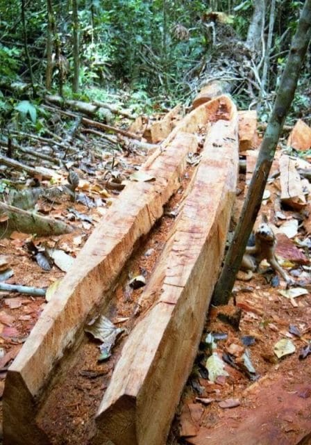 canoa selva en construccion