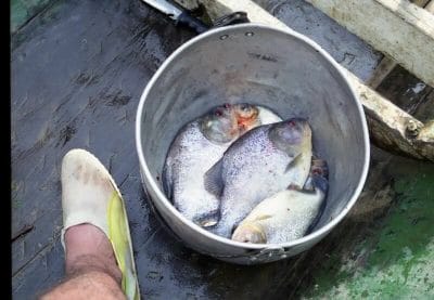 pirañas pescadas