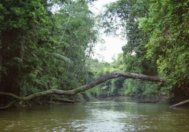 Río Parque Nacional de Cuyabeno