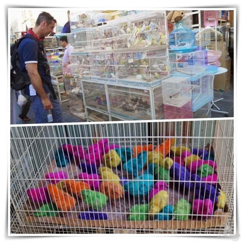 Zoco de los pájaros - qué ver en Doha en un día