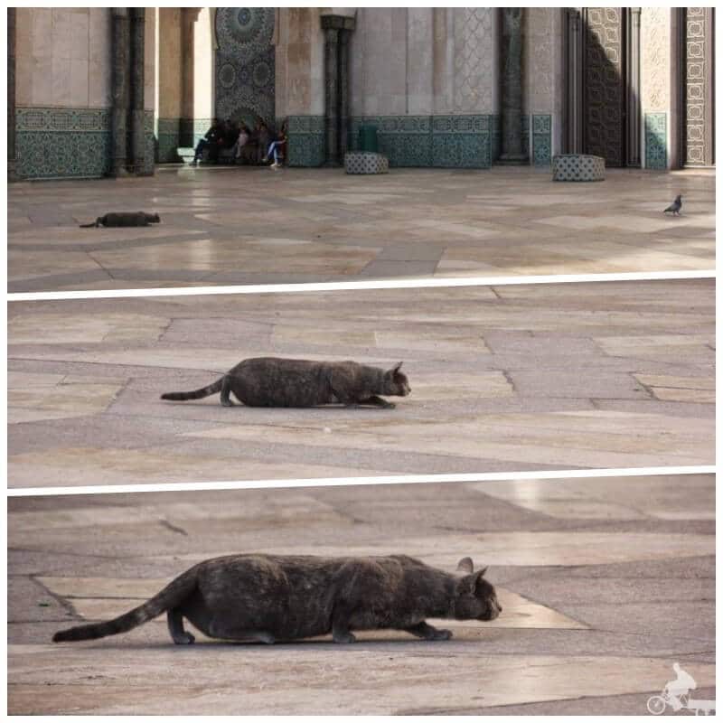 gato cazando paloma