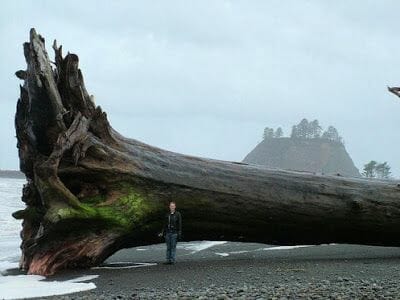 tronco gigante playa de la push beach