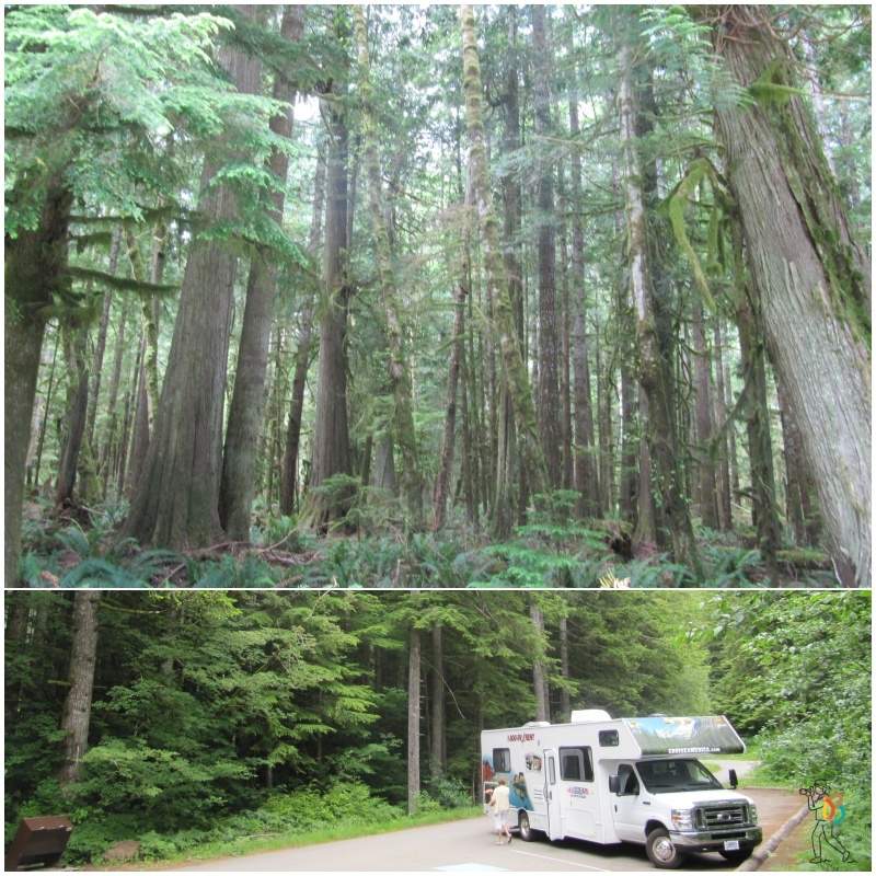 Parque nacional Olympic en el estado de Washington en los Estados Unidos con árboles y una autocaravana