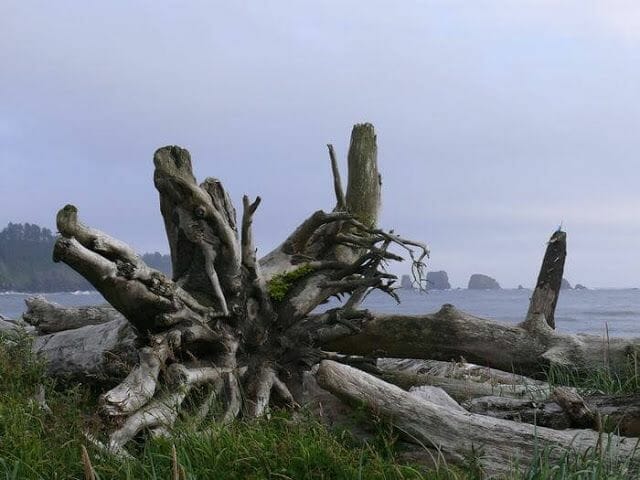 playa de la push, playas de forks, playas indios quileutes