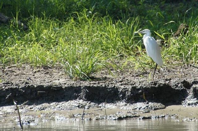Delta del Danubio