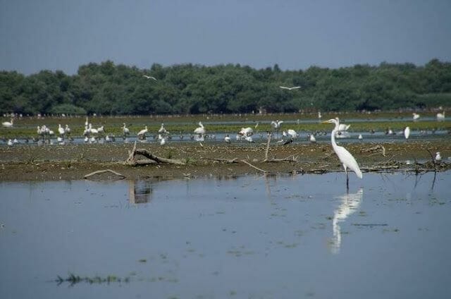 Delta del Danubio