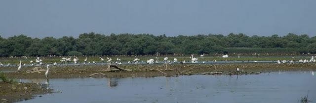 Delta del Danubio