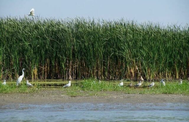 Delta del Danubio aves