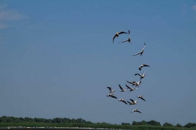 Delta del Danubio