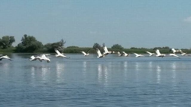 Delta del Danubio