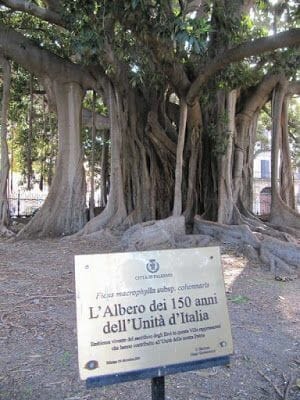 higuera de 150 años ficus palermo, higueras de Palermo,