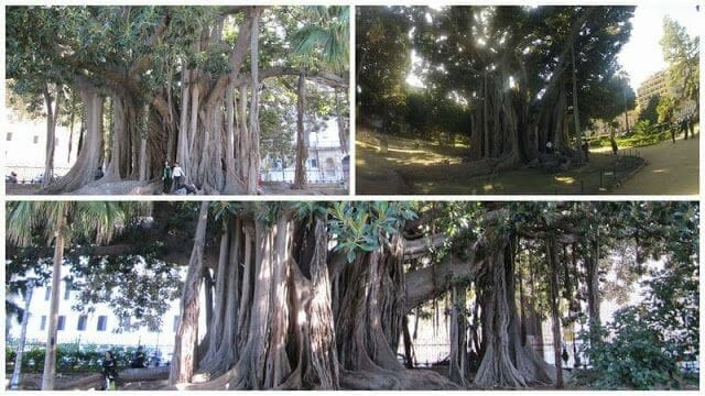 ficus palermo, higueras de Palermo, piazza Marina, parque garibaldi