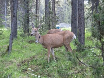 caribús en el lago Maligne, Jasper Canadá
