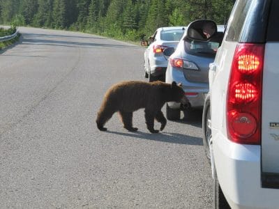 Parque Nacional de Jasper