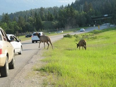 caribou crossing