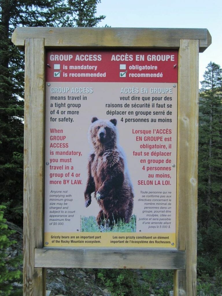 osos en el parque de Banff Canadá
