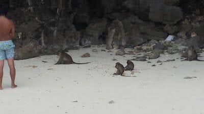 Monkey beach