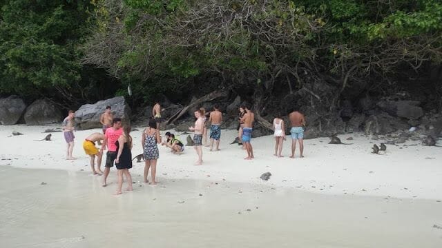 Monkey beach 2