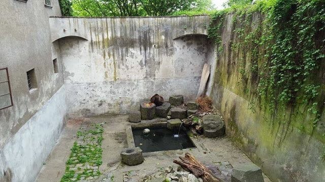 osos de los fosos de Cesky krumlov