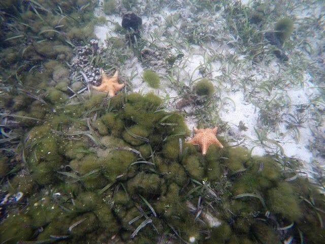 cayo Zapatilla desde Bocas del Toro