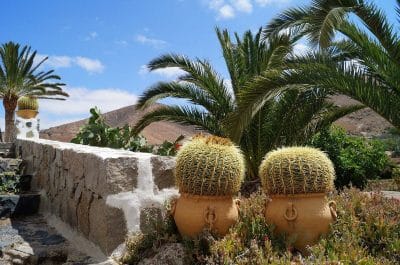 jardines de betancuria