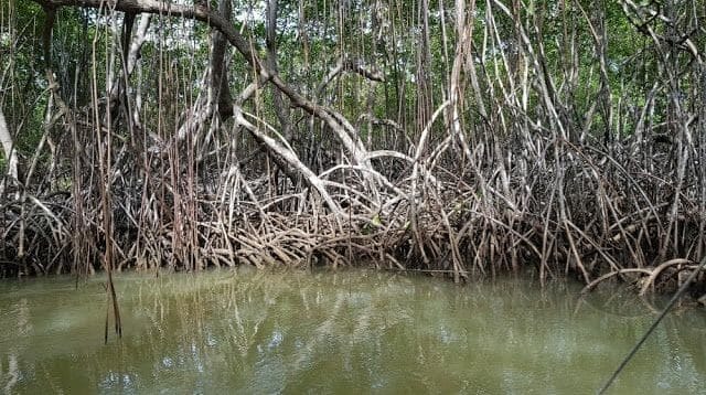 Canoa el tramo del río Jivales - Parque Nacional de los Haitises