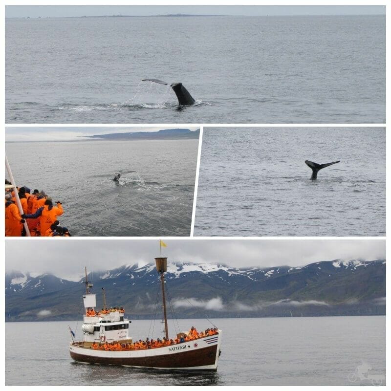 ballenas husavik islandia