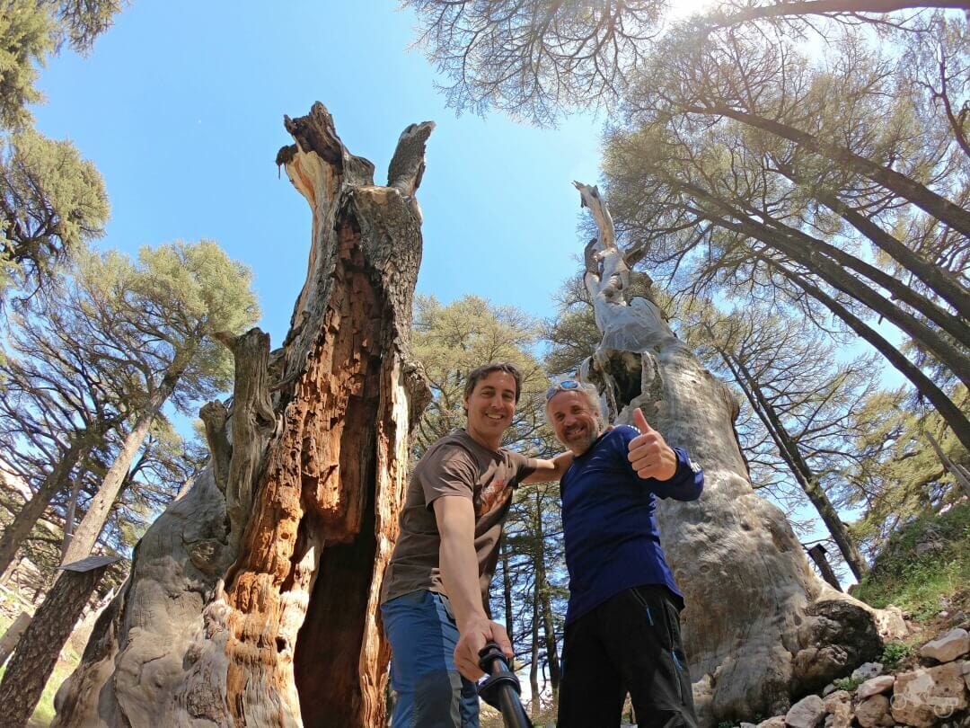 bosque de los cedros de dios del libano